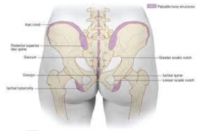 diagram of the gluteal fold